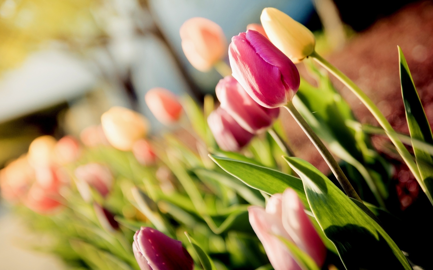 tulips, , , 