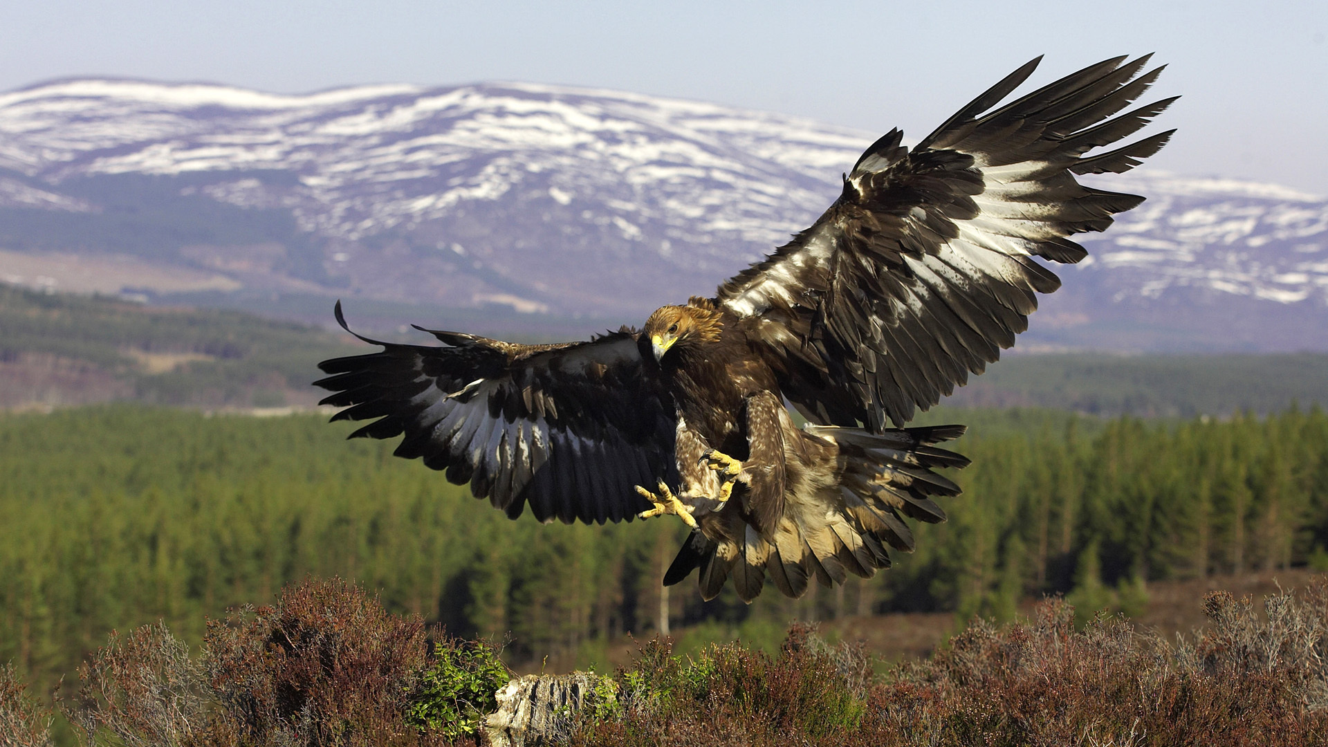 Golden eagle, ,  , , , 