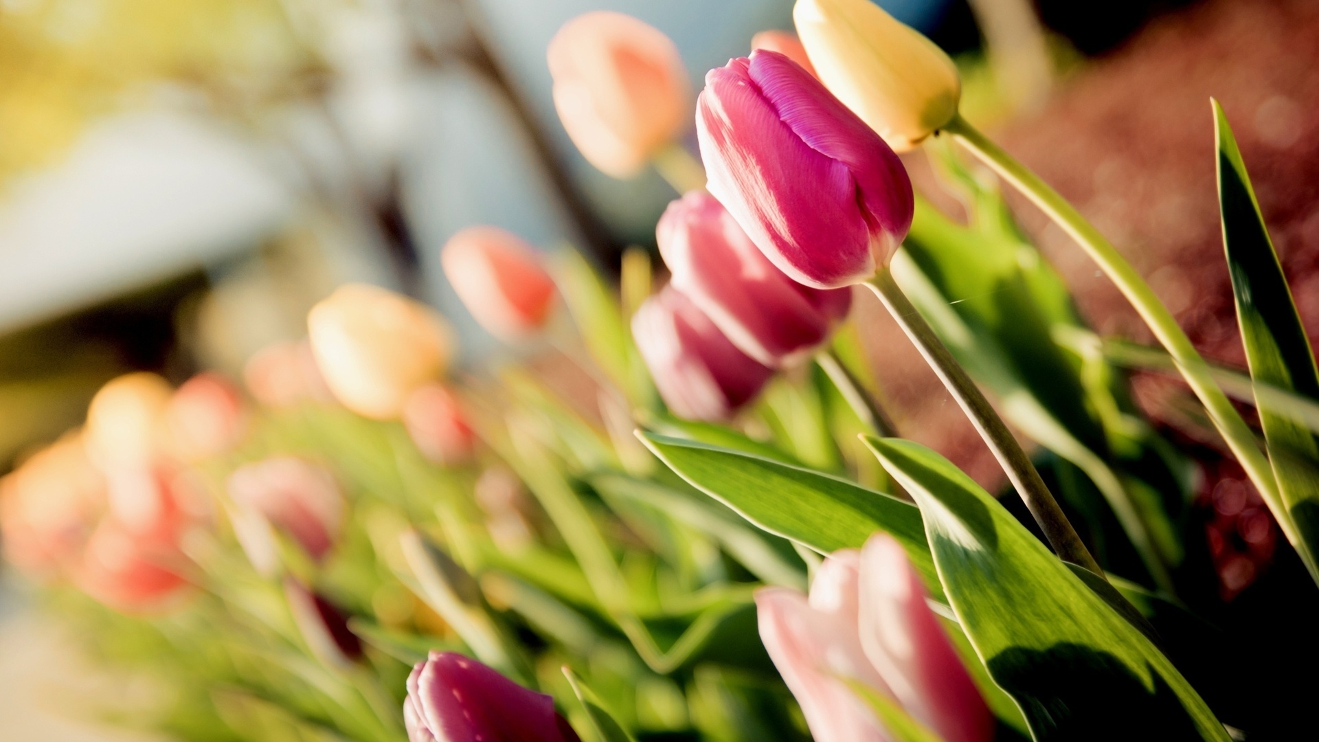 tulips, , , 