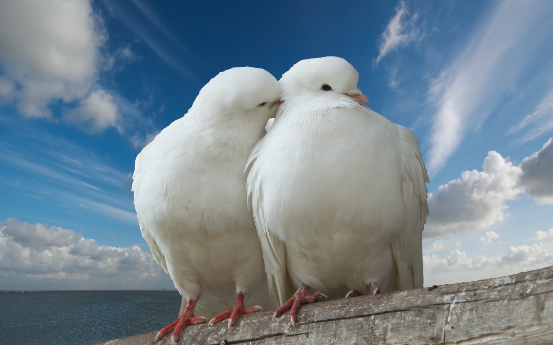 peace, dove, Pigeon, , sky, trunk, romance, romantic, sea, kiss, clouds, love