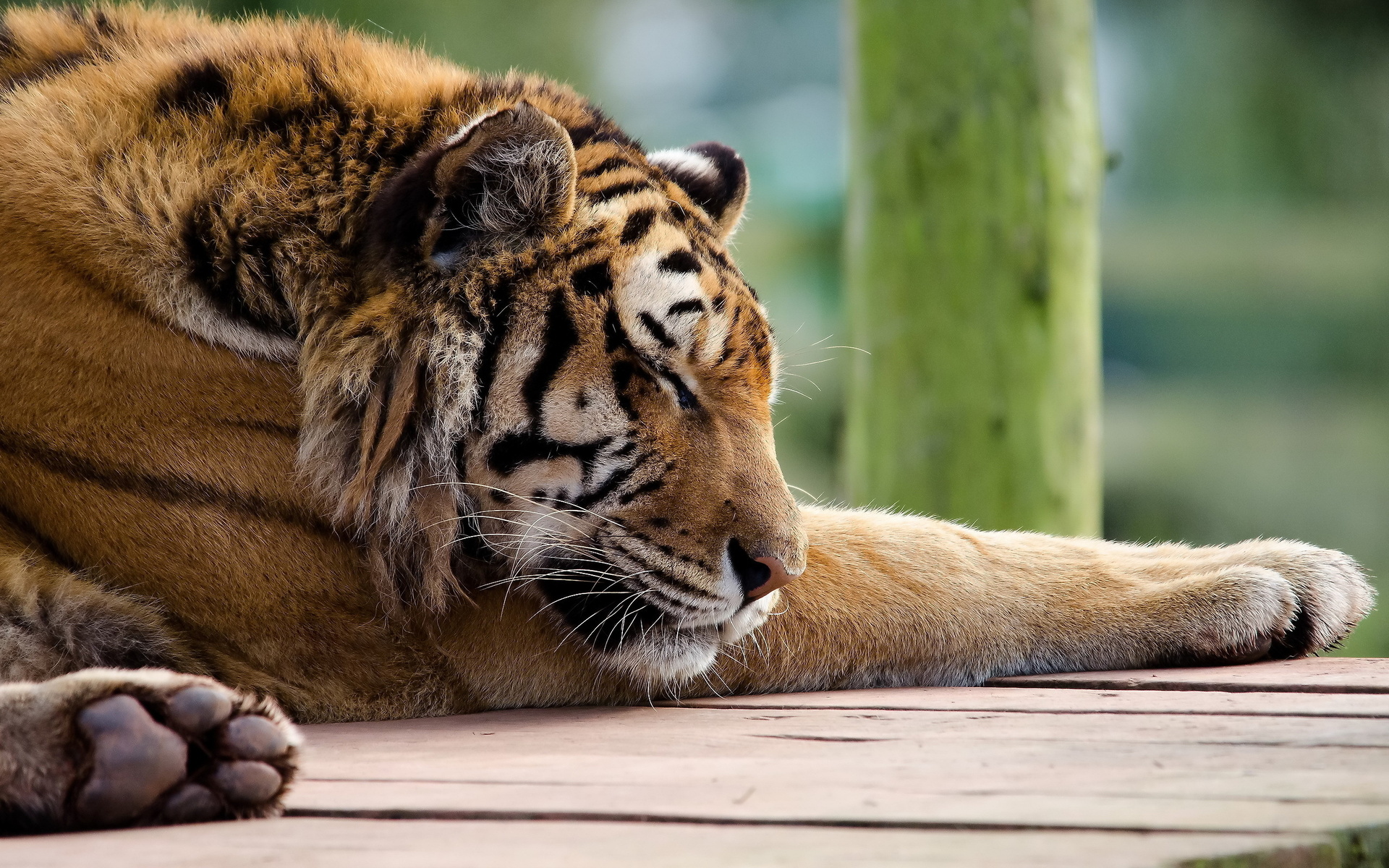, , tiger, panthera tigris, , 