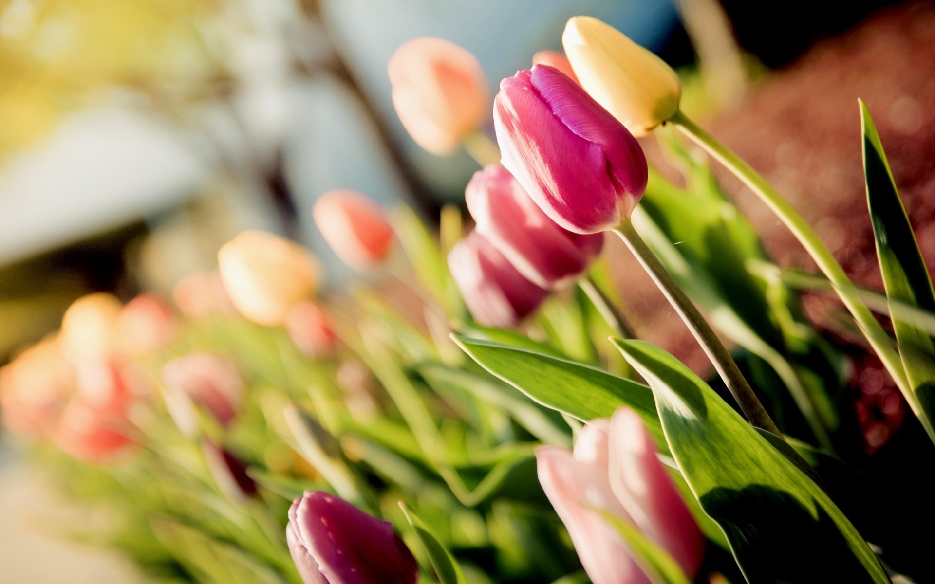 tulips, , , 