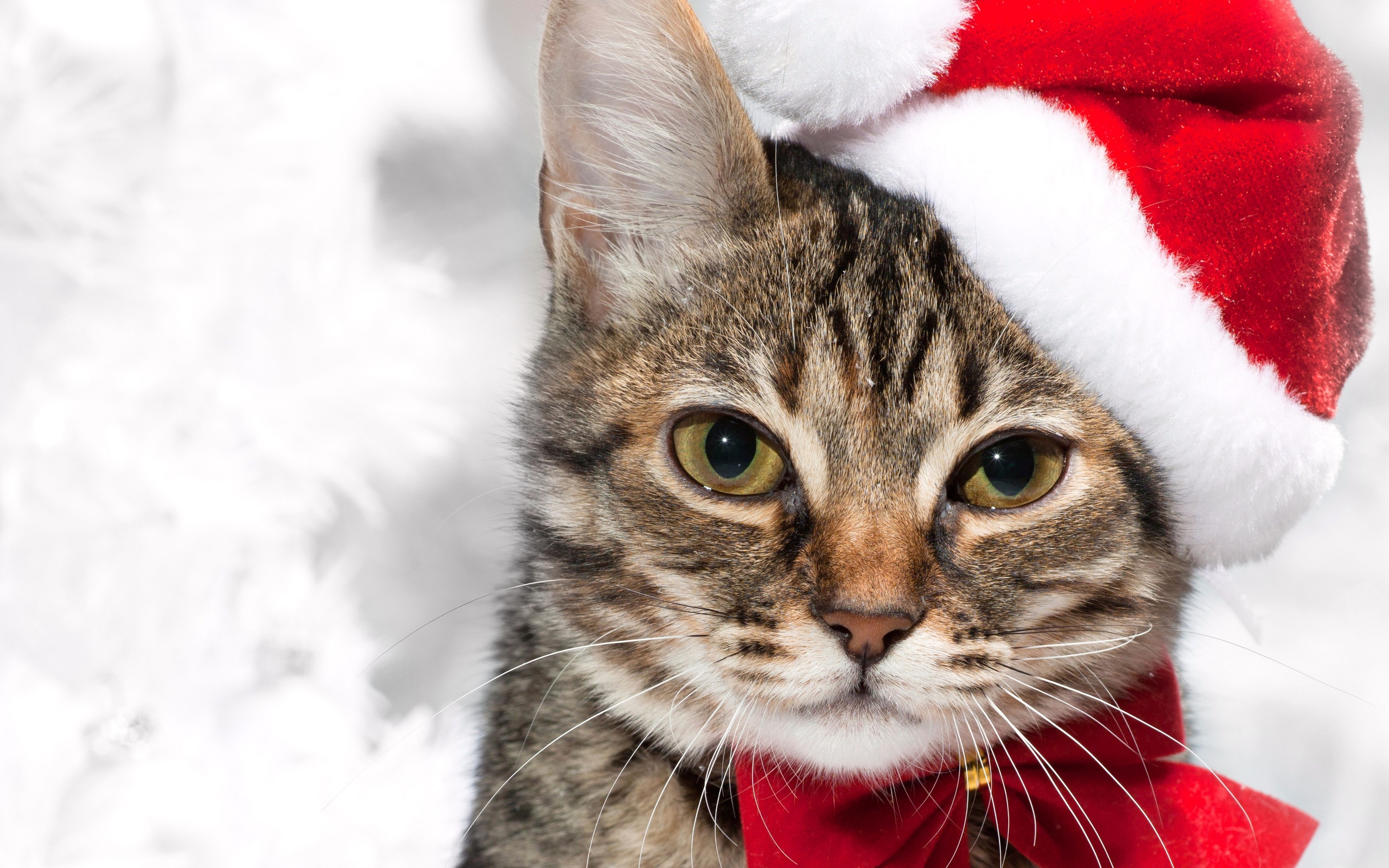 holidays, , , cat, New year,  , , 