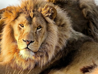 , , panthera leo, , lion, 