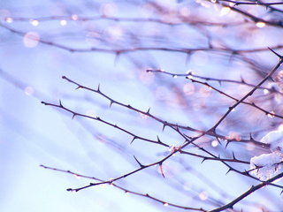 bokeh, spring, 