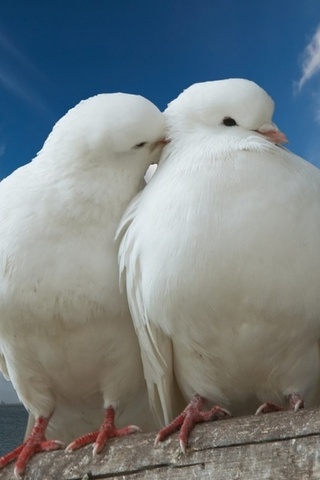 peace, dove, Pigeon, , sky, trunk, romance, romantic, sea, kiss, clouds, love