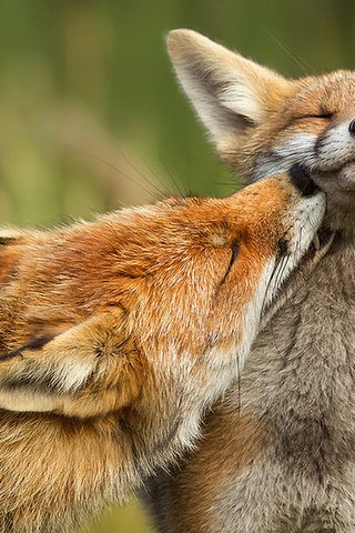 , fox, 