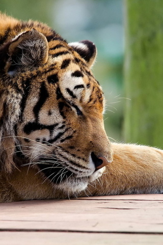 , , tiger, panthera tigris, , 