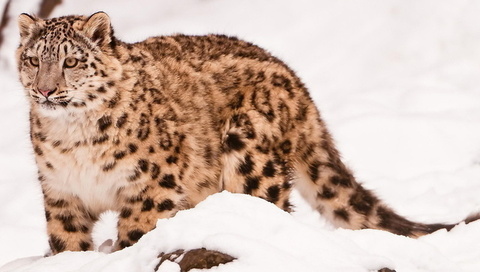  , snow leopard, uncia uncia, 