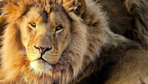 , , panthera leo, , lion, 