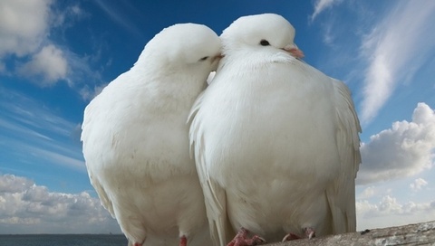 peace, dove, Pigeon, , sky, trunk, romance, romantic, sea, kiss, clouds, love