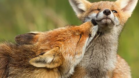, fox, 