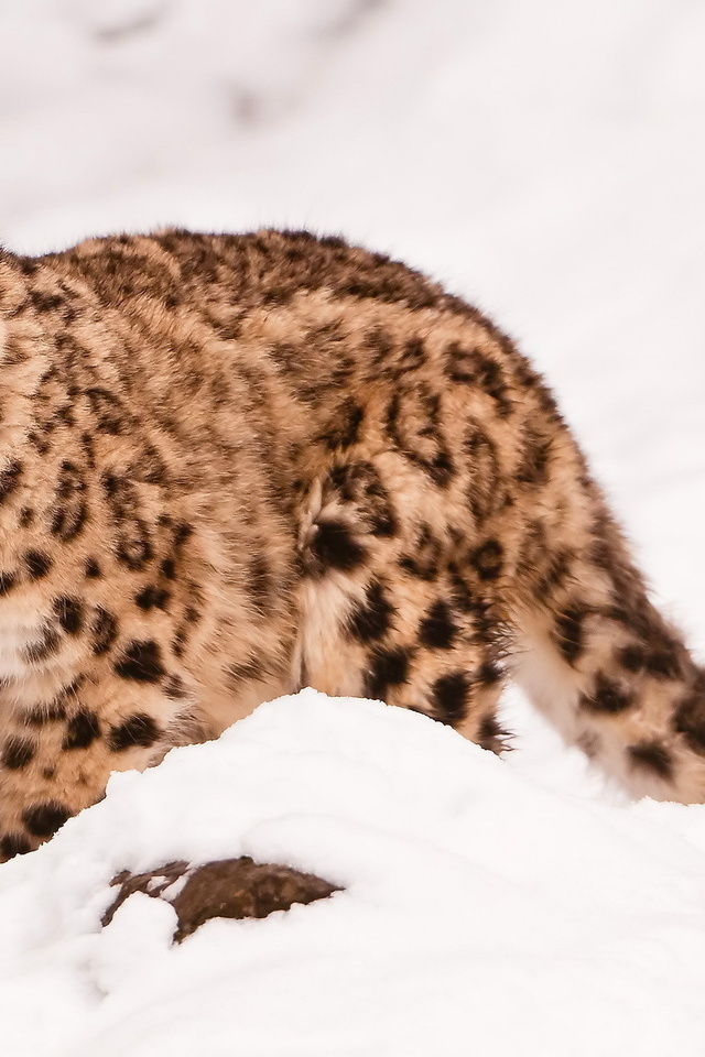  , snow leopard, uncia uncia, 