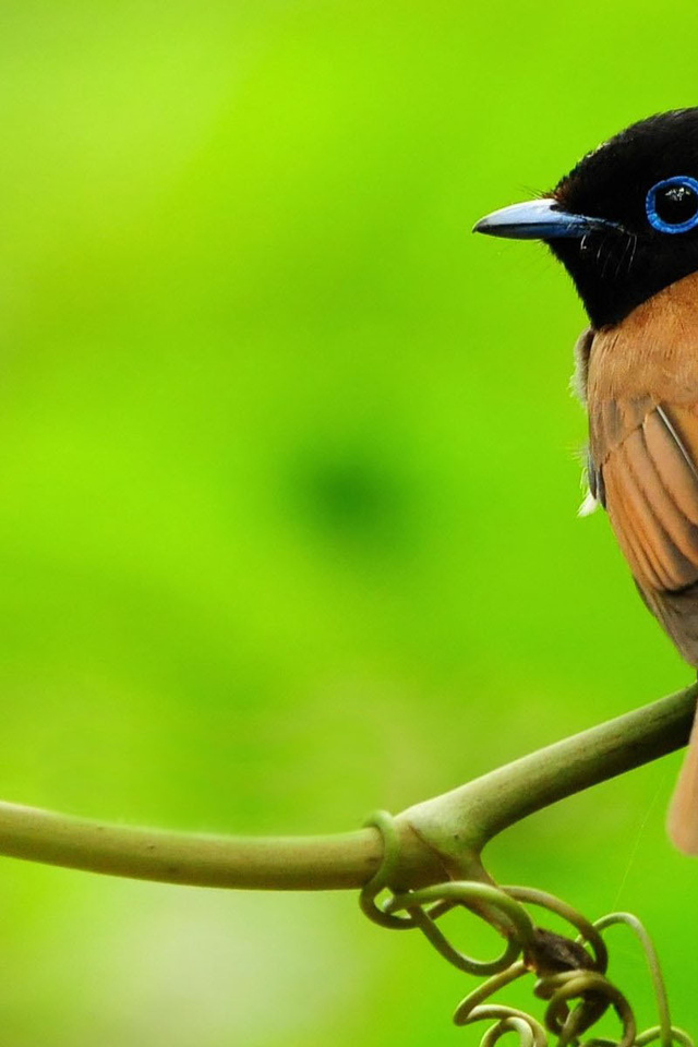 asian paradise-flycatcher, , , , 