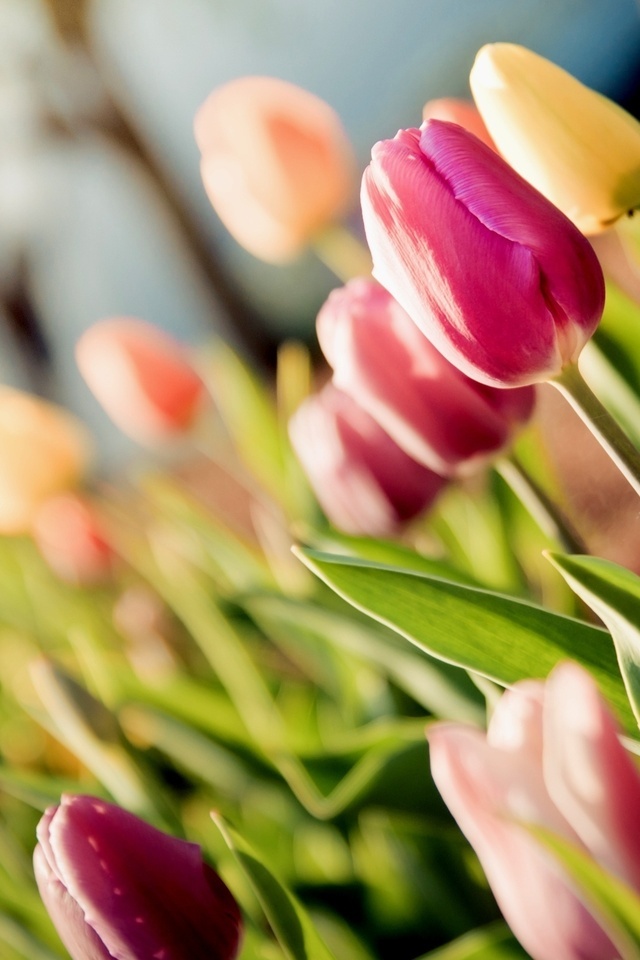 tulips, , , 