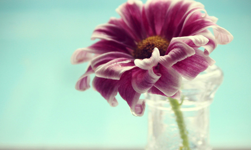 vase, flower, petals, , water, , , macro, , 