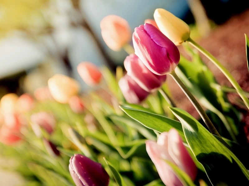 tulips, , , 
