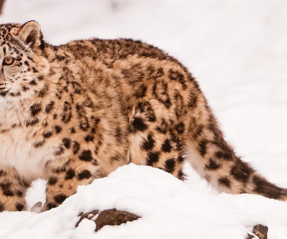  , snow leopard, uncia uncia, 