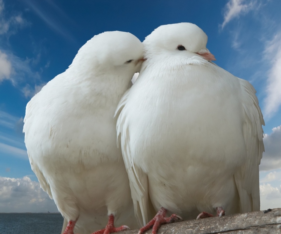 peace, dove, Pigeon, , sky, trunk, romance, romantic, sea, kiss, clouds, love