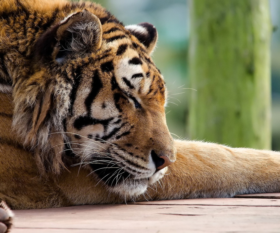 , , tiger, panthera tigris, , 