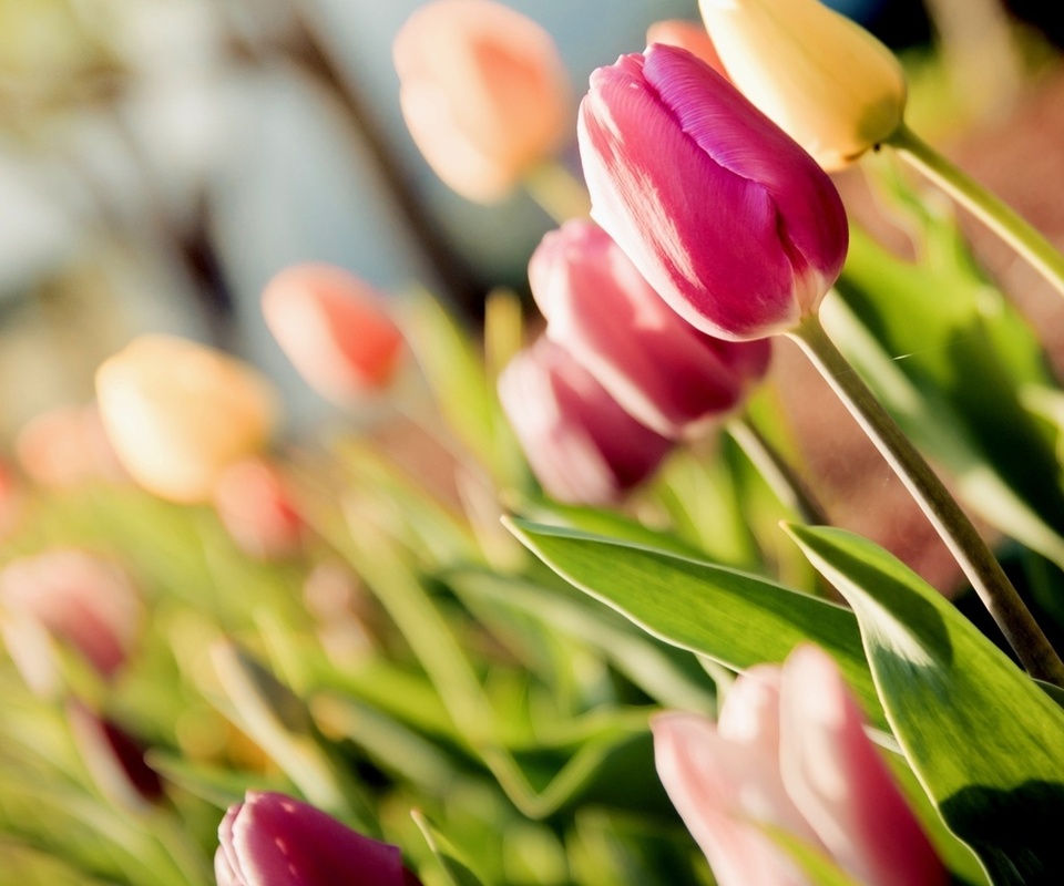 tulips, , , 