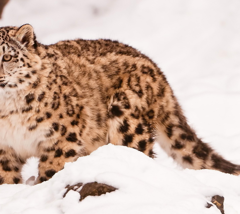  , snow leopard, uncia uncia, 