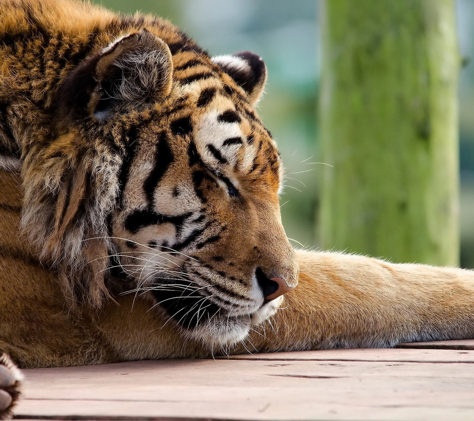 , , tiger, panthera tigris, , 