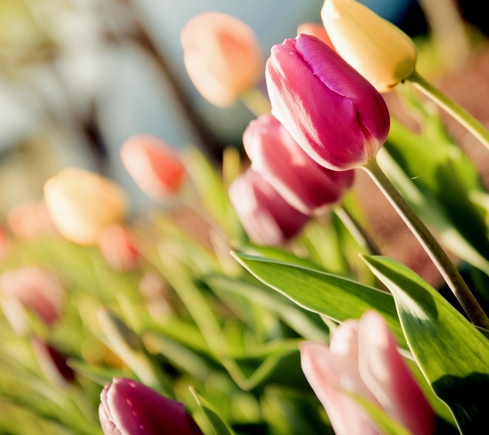 tulips, , , 