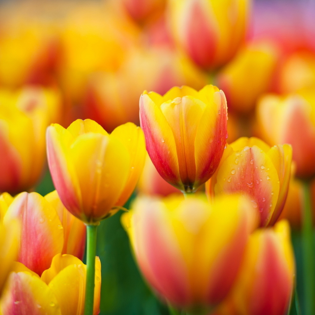 , , tulips, , yellow, , flowers, macro