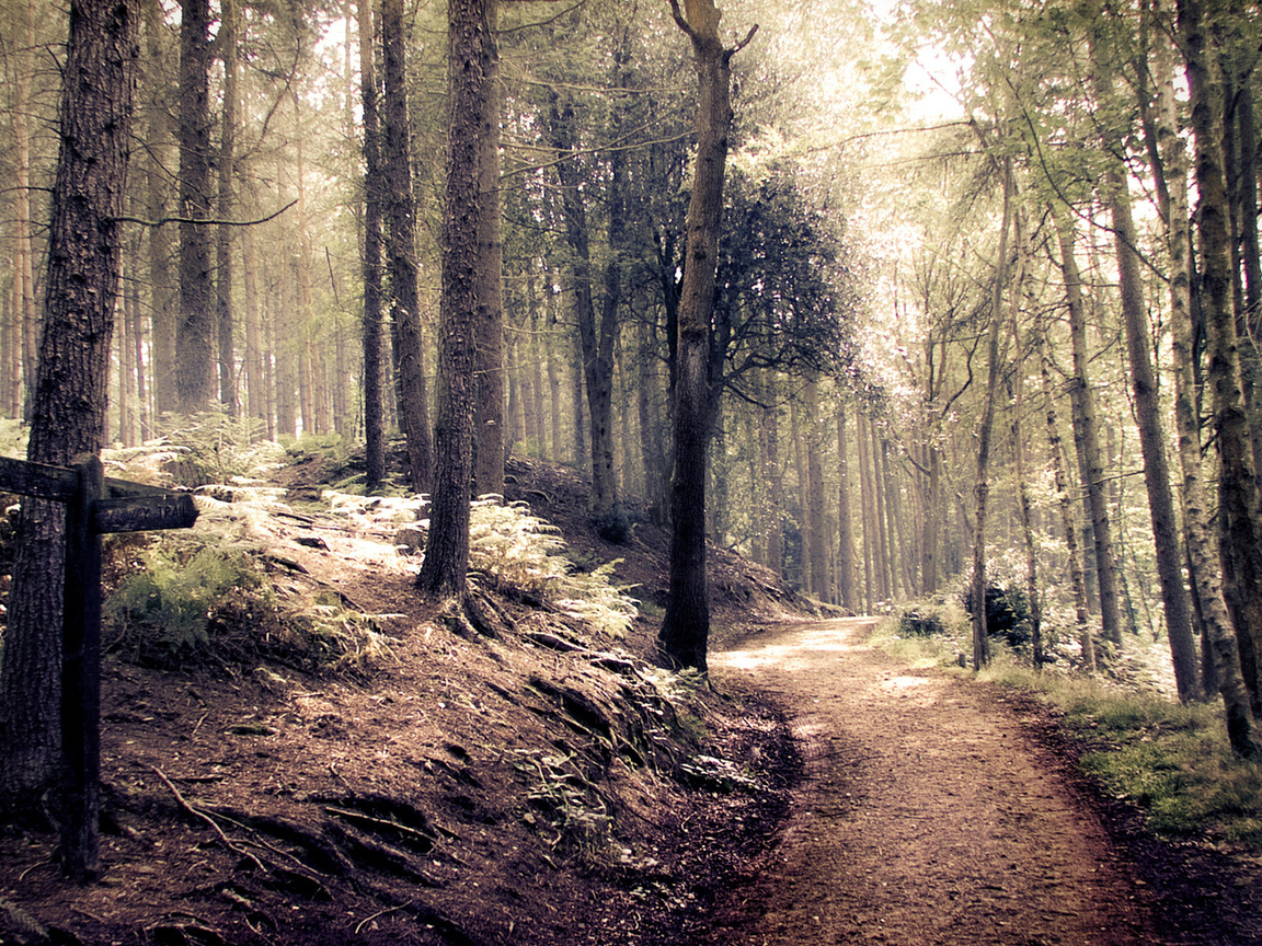 style, forest, path, indie, , , 