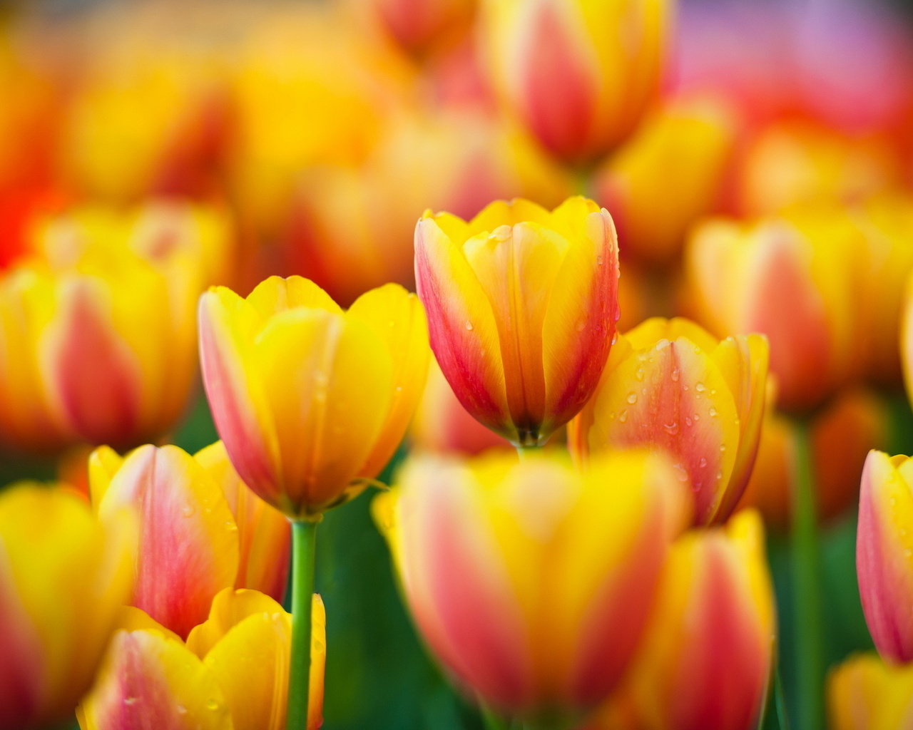 , , tulips, , yellow, , flowers, macro