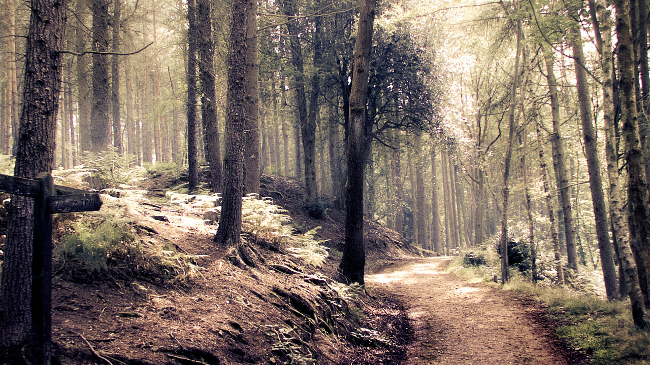 style, forest, path, indie, , , 