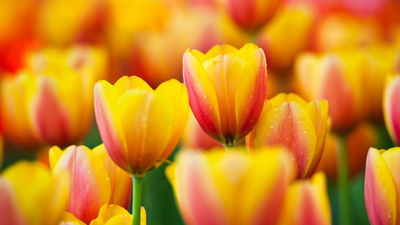 , , tulips, , yellow, , flowers, macro