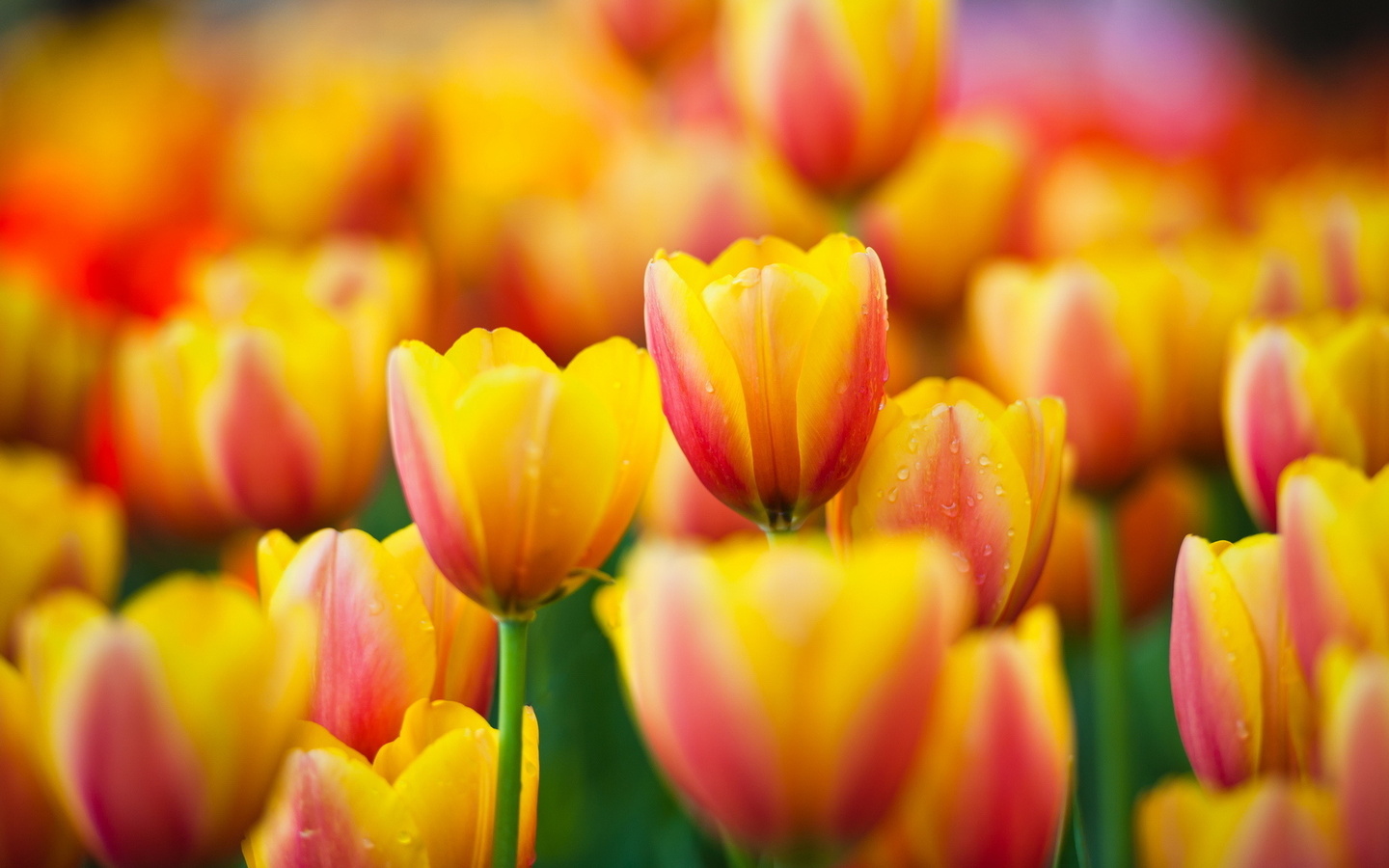 , , tulips, , yellow, , flowers, macro