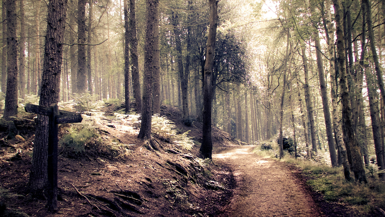 style, forest, path, indie, , , 