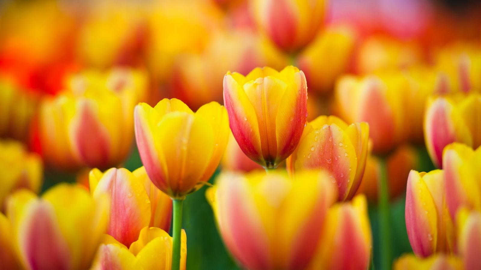 , , tulips, , yellow, , flowers, macro