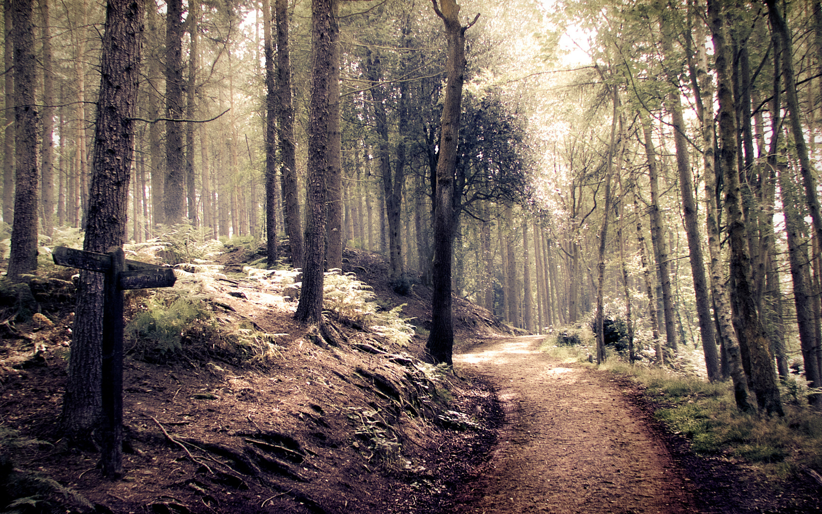 style, forest, path, indie, , , 