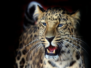 , , , , , panthera pardus orientalis