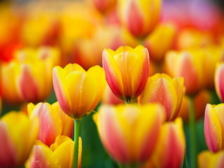 , , tulips, , yellow, , flowers, macro