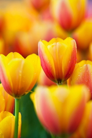 , , tulips, , yellow, , flowers, macro