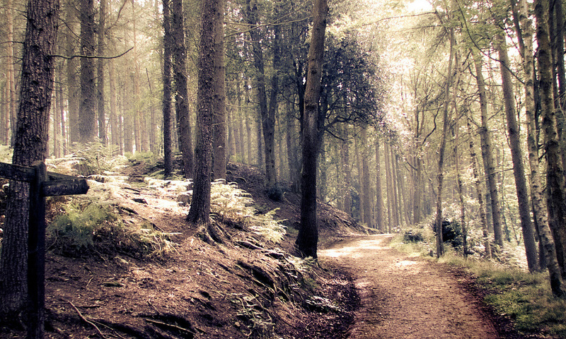 style, forest, path, indie, , , 