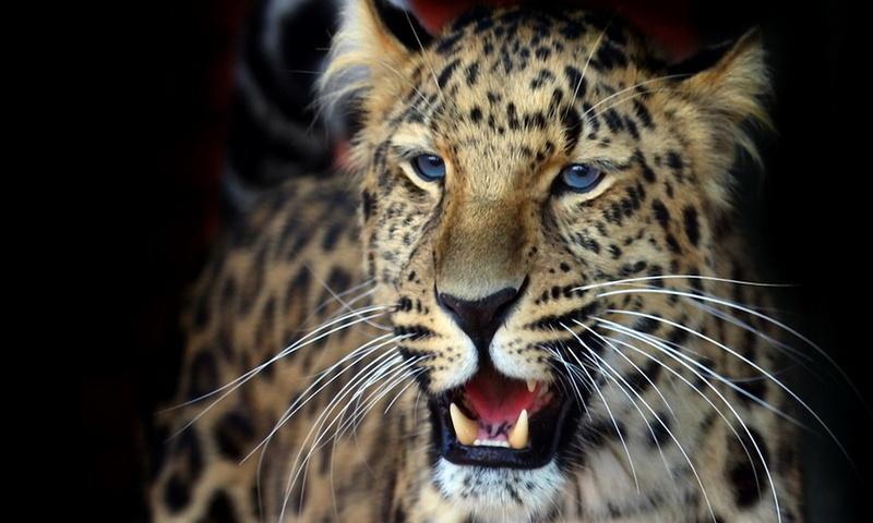 , , , , , panthera pardus orientalis