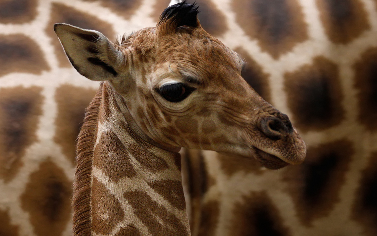 giraffa camelopardalis rothschildi,  