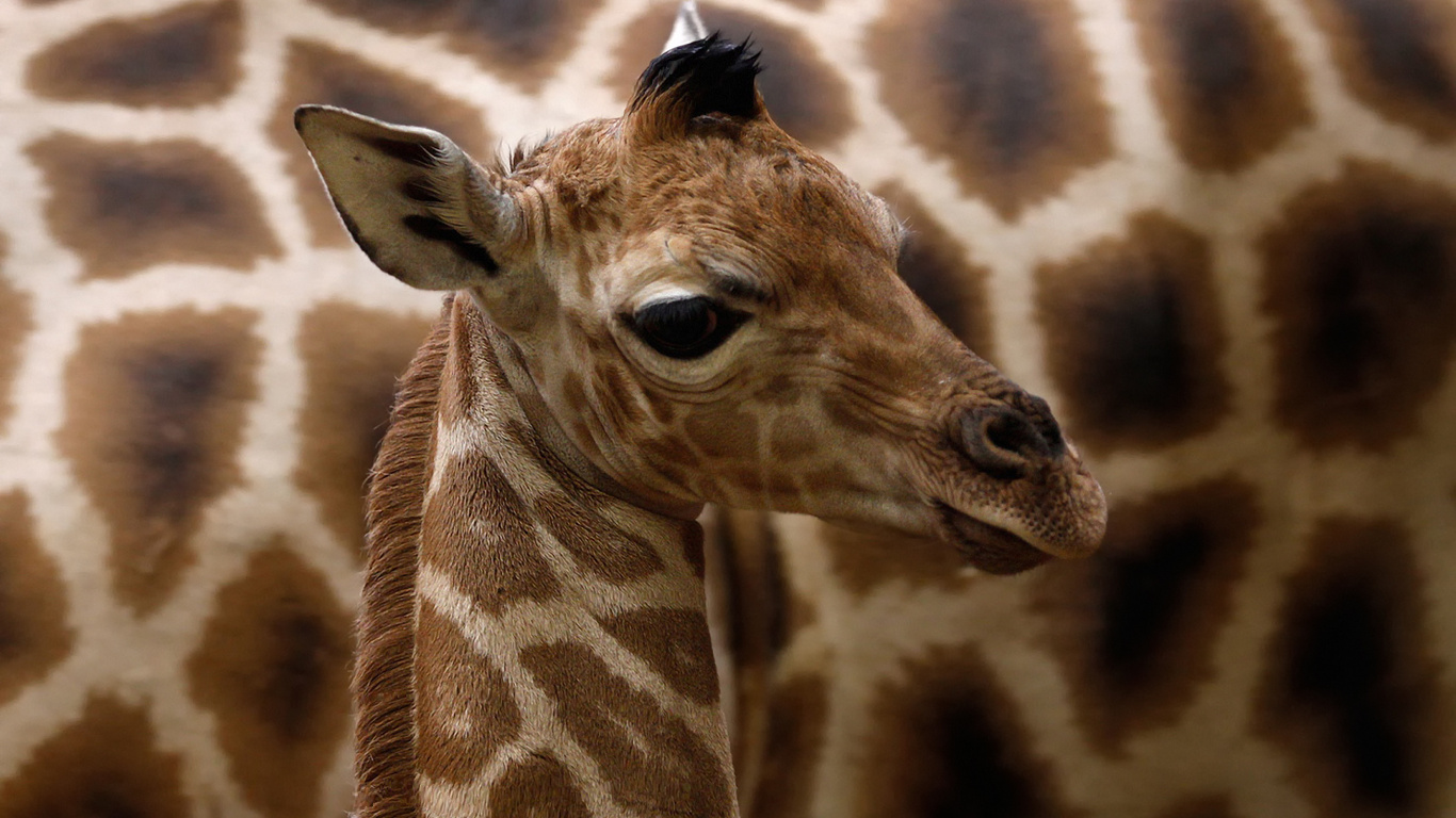 giraffa camelopardalis rothschildi,  