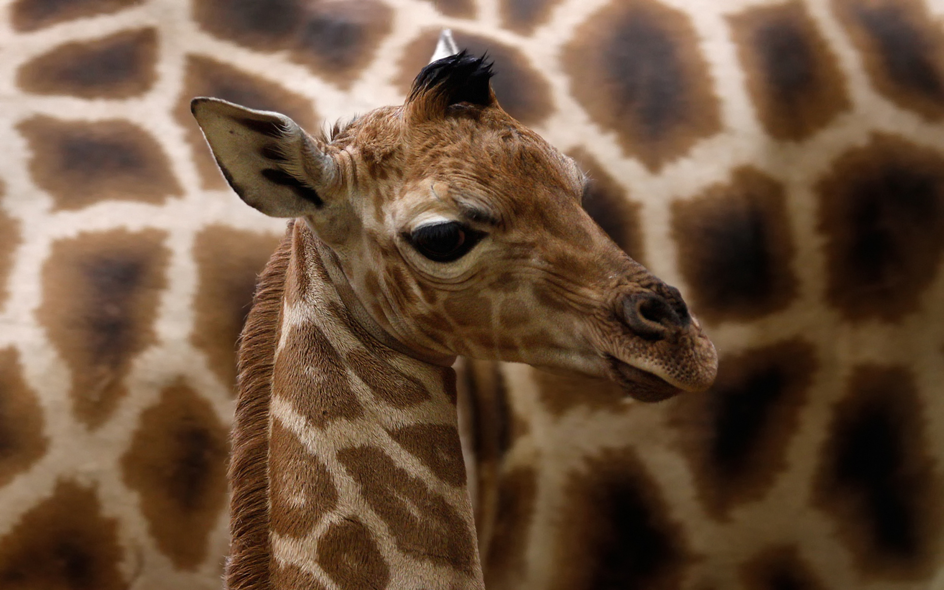 giraffa camelopardalis rothschildi,  