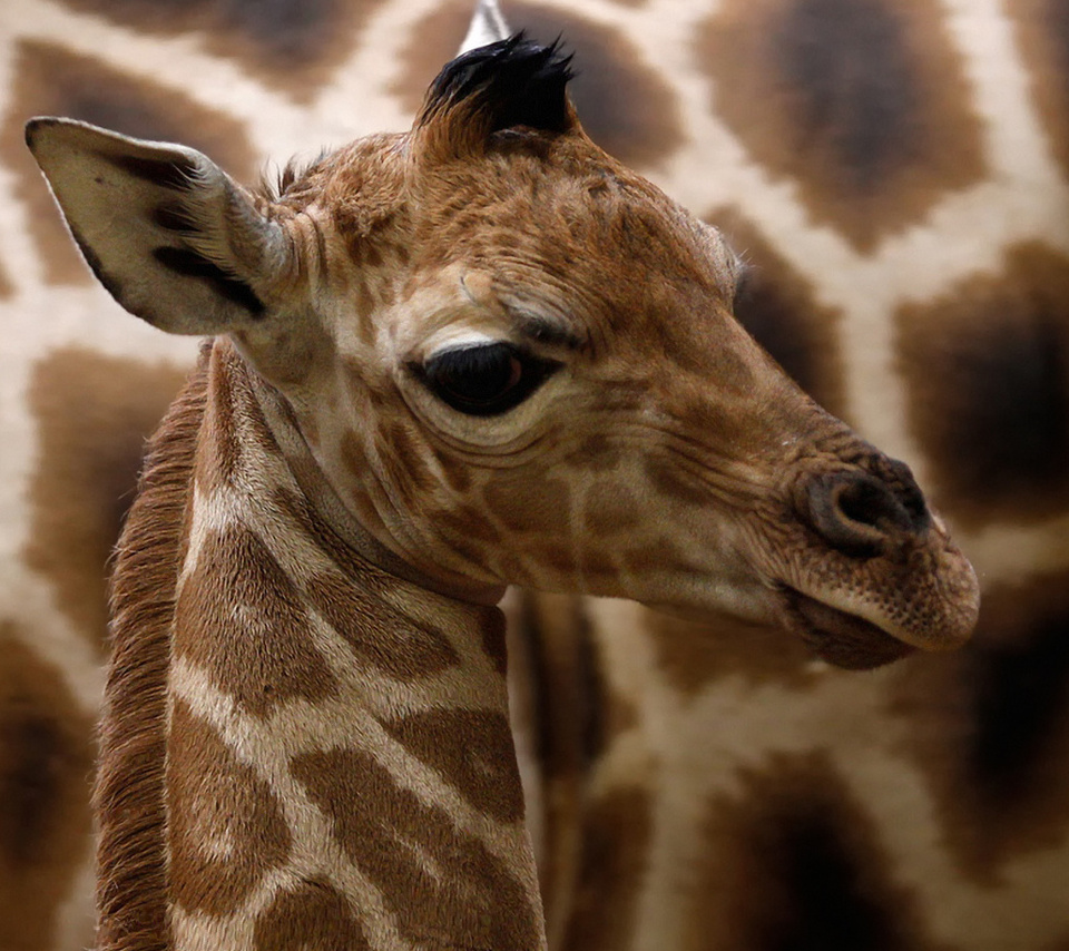 giraffa camelopardalis rothschildi,  