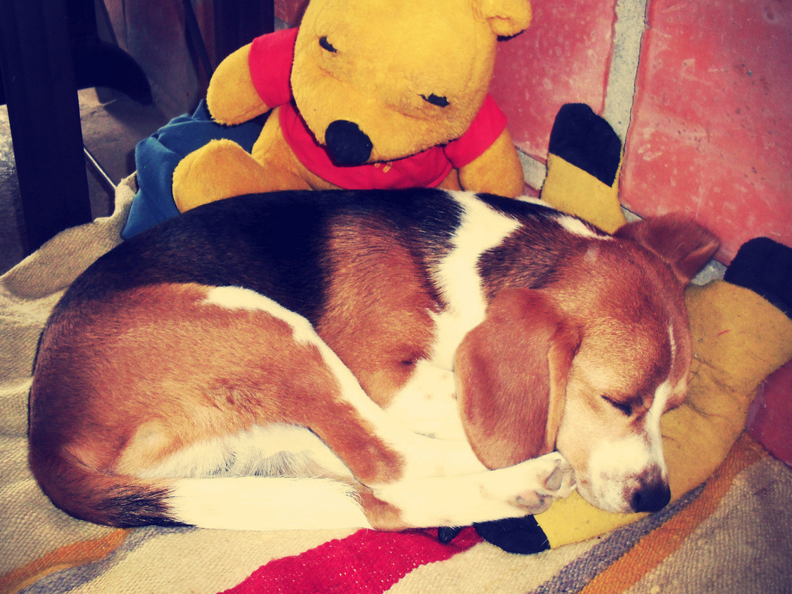 beagle, sleep, dog