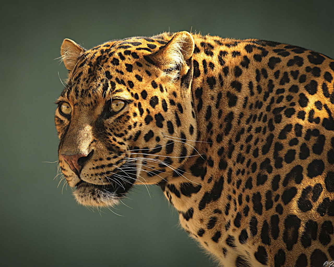 , leopard, , , 