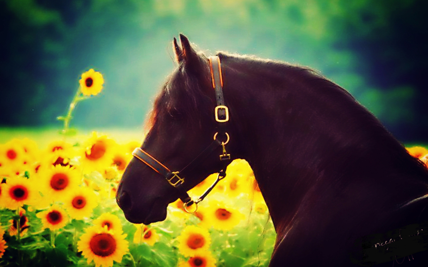 sunflower, flowers, effects, animal, sun, beautiful, horse