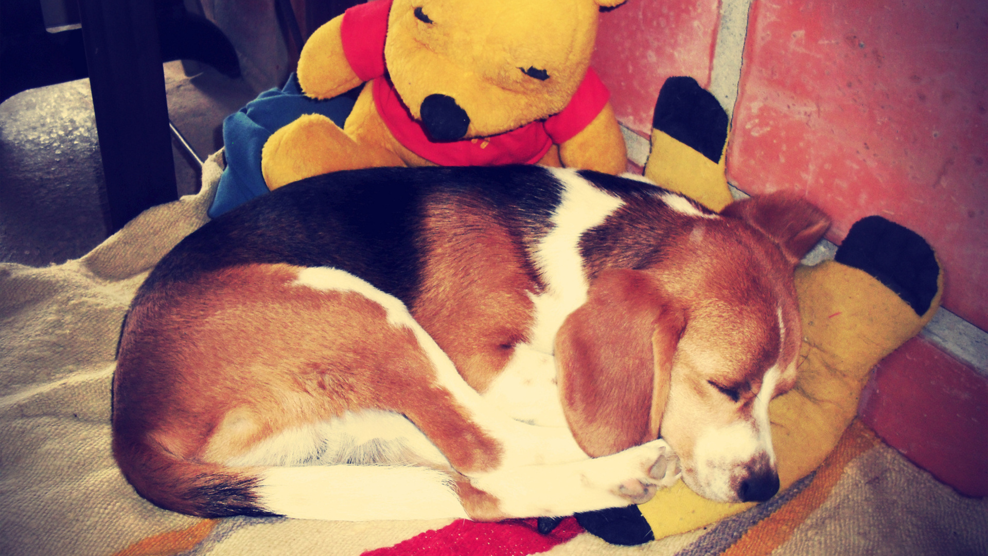 beagle, sleep, dog